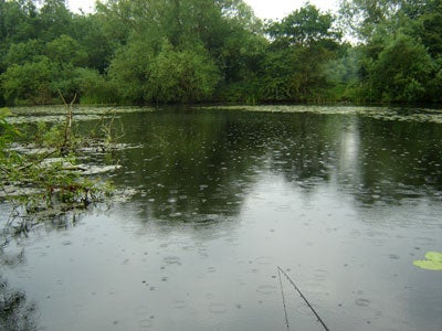 A summer storm