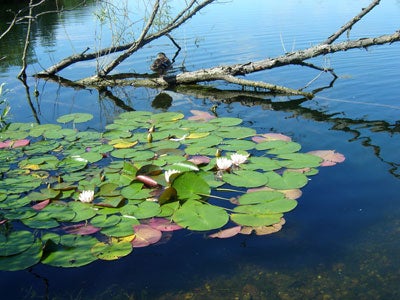 Aquatic Flora at its best - the Lily