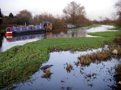 Pennywort boats