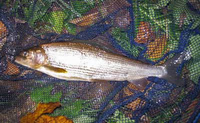 Ribble Grayling