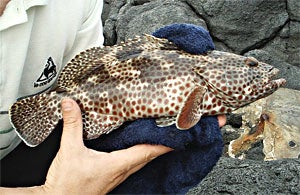 Rocky Wrasse