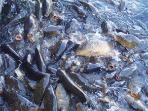 Carp in the Marina