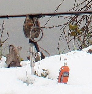 Carping in the snow