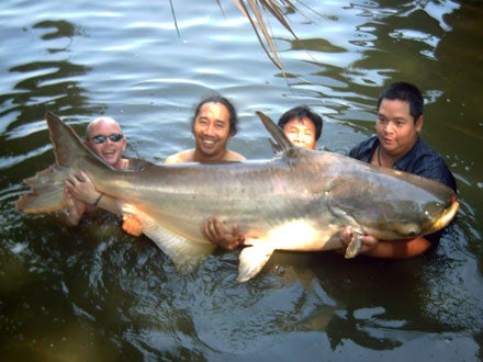 76.3kg Giant Mekong Catfish!