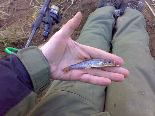 Gudgeon