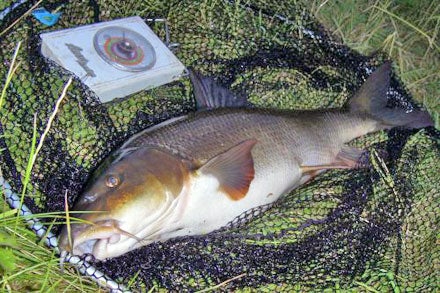 A long, lean 8lb 12oz fish