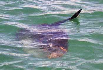 19 Ocean Sunfish seen off the Cornish coast