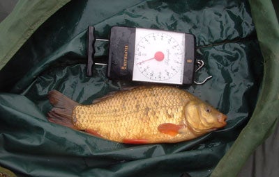 I was soon into a crucian