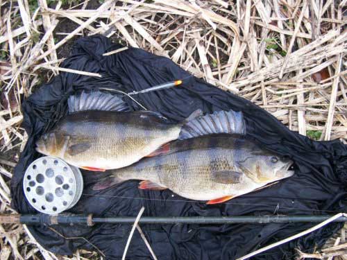 wharfe perch