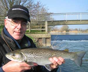 Another sea trout