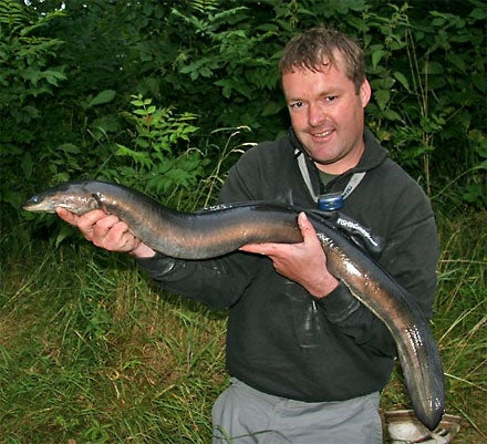 Massive eel