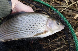 Bonus grayling