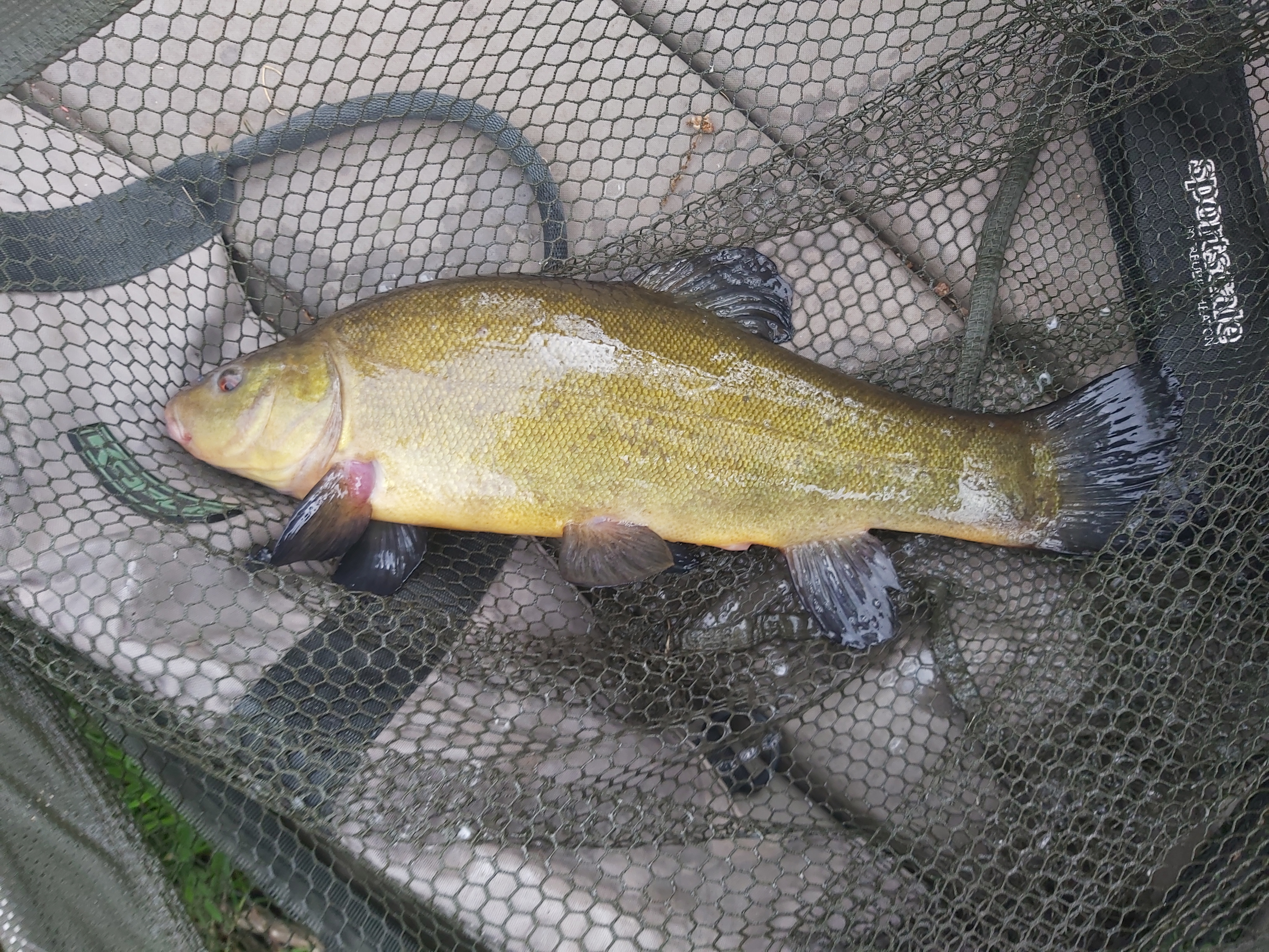 21 04 28 Tench.jpg