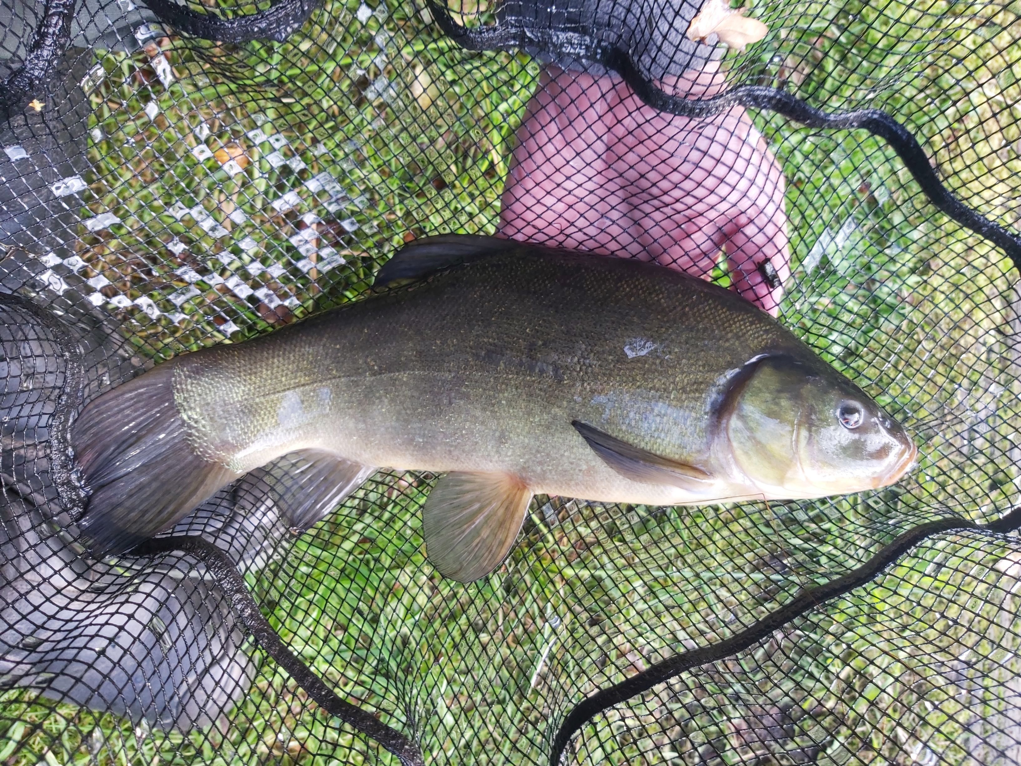 23 08 30 Tench.jpg