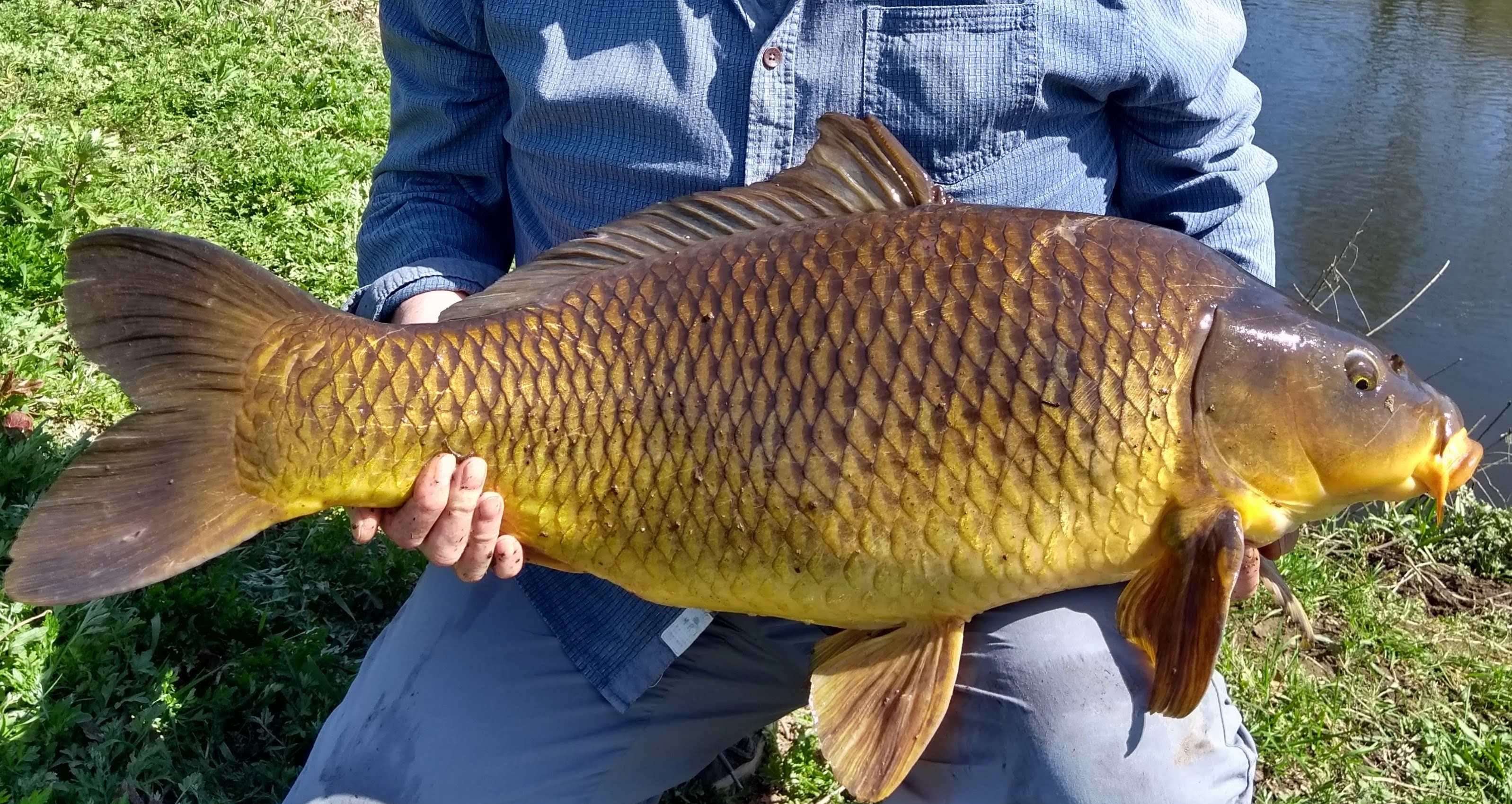 25lb carp March 21.jpg