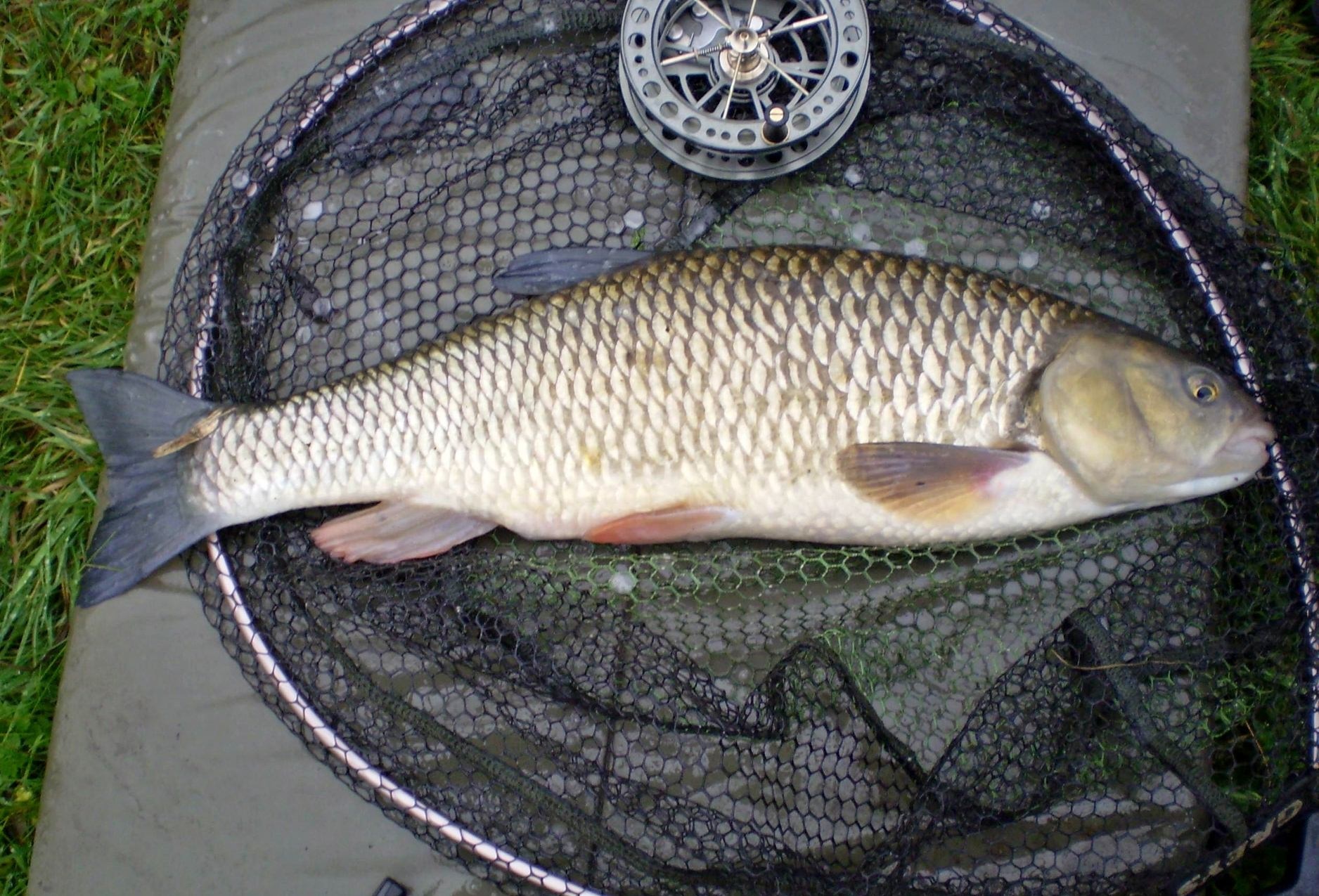 27aug2020chub2.JPG