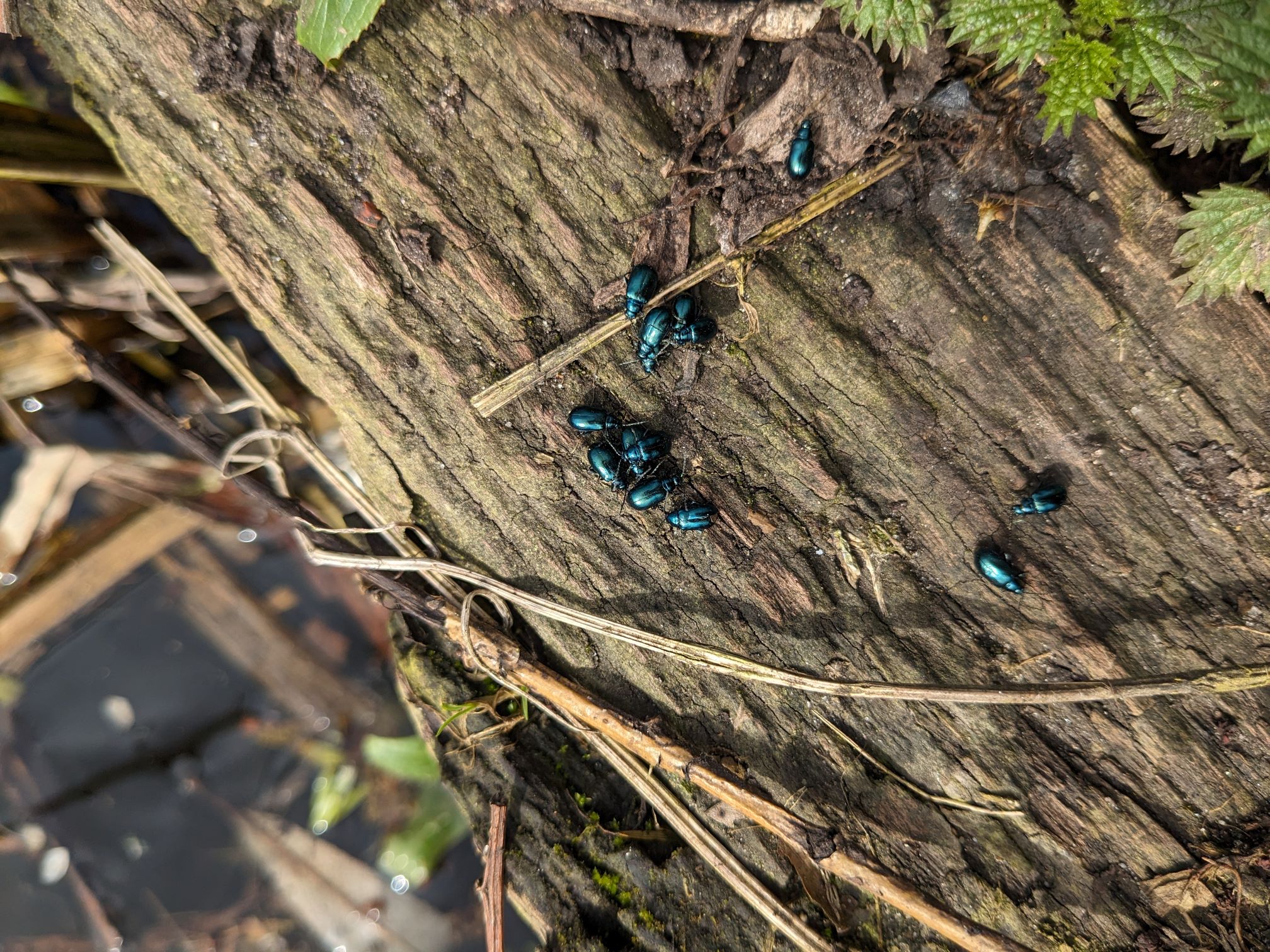 Alder Beetle2.jpg