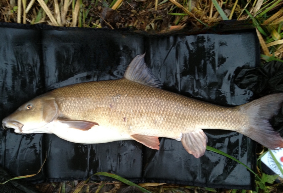 barbel 2  R Aire.jpg