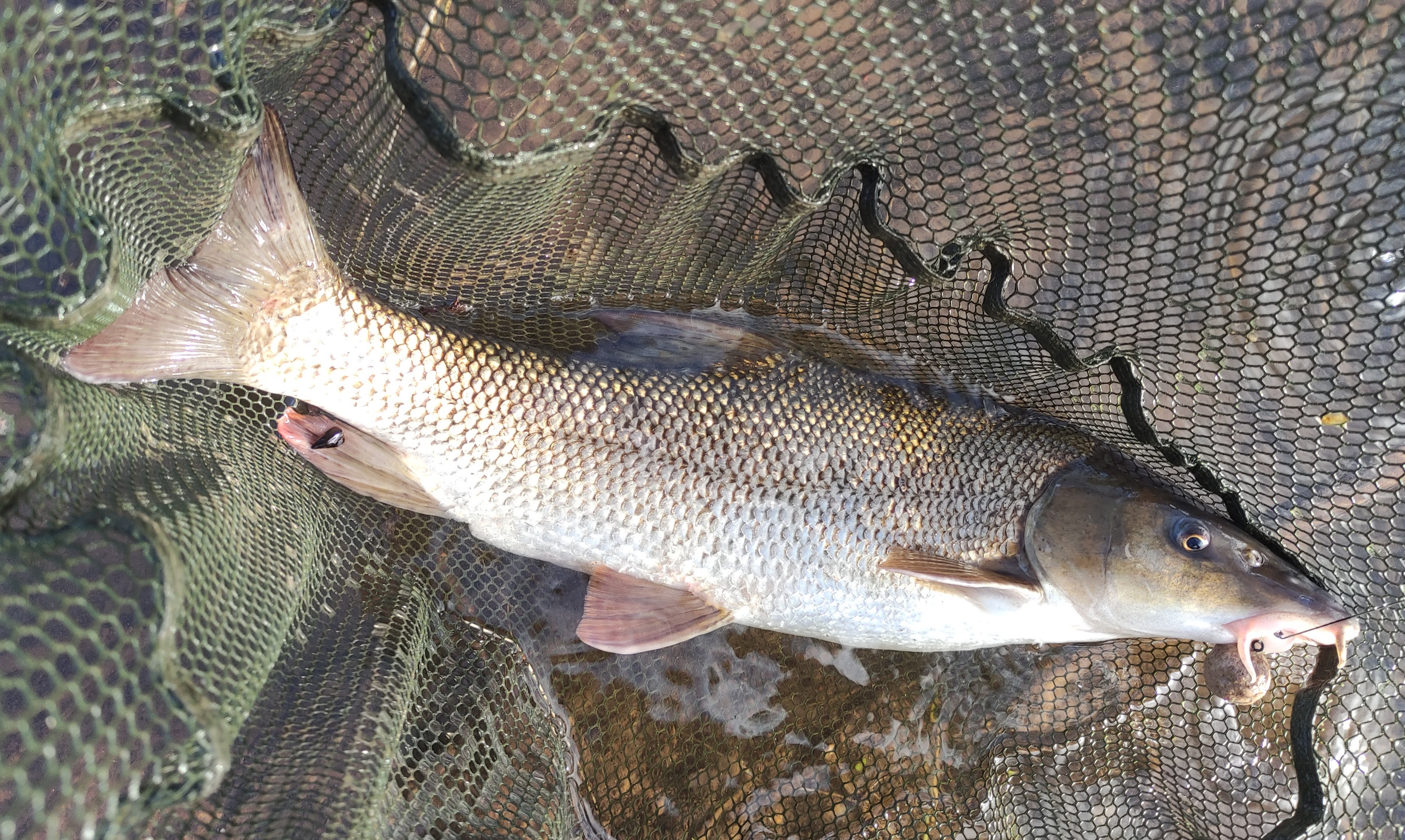 Barbel 24mm boilie.jpg