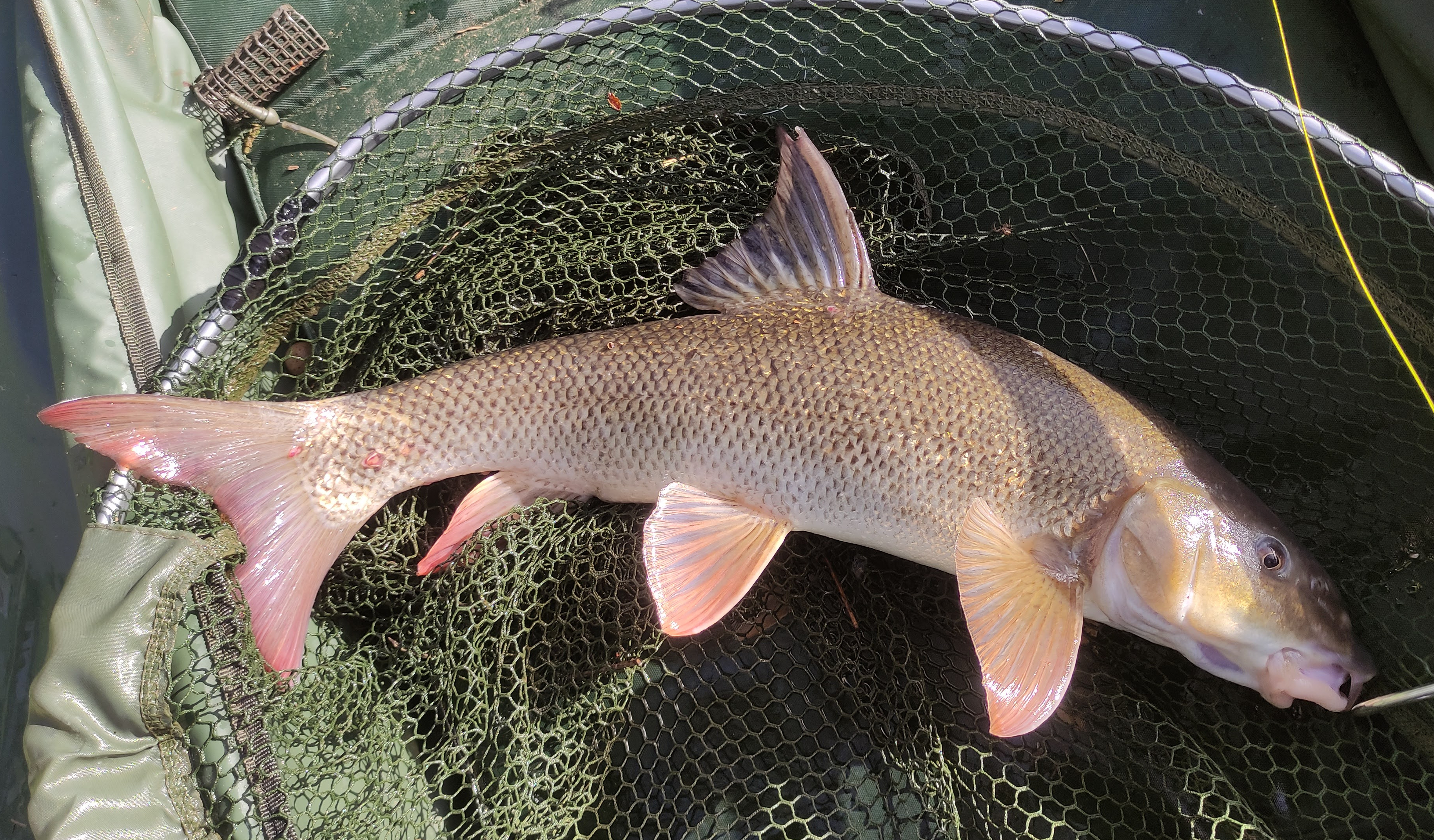 Barbel.jpg