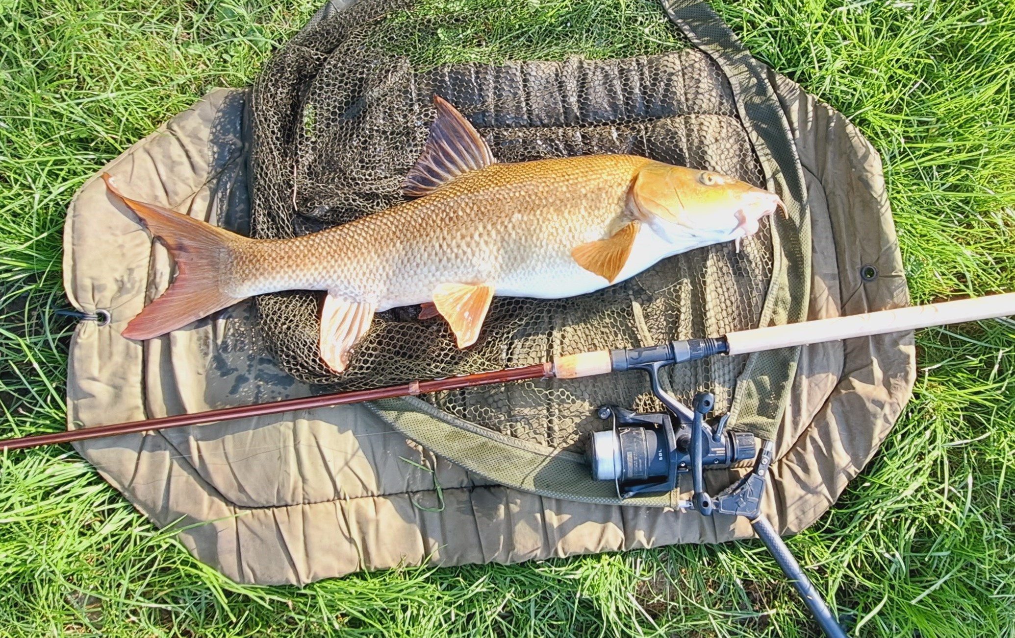 Barbel mat.jpg