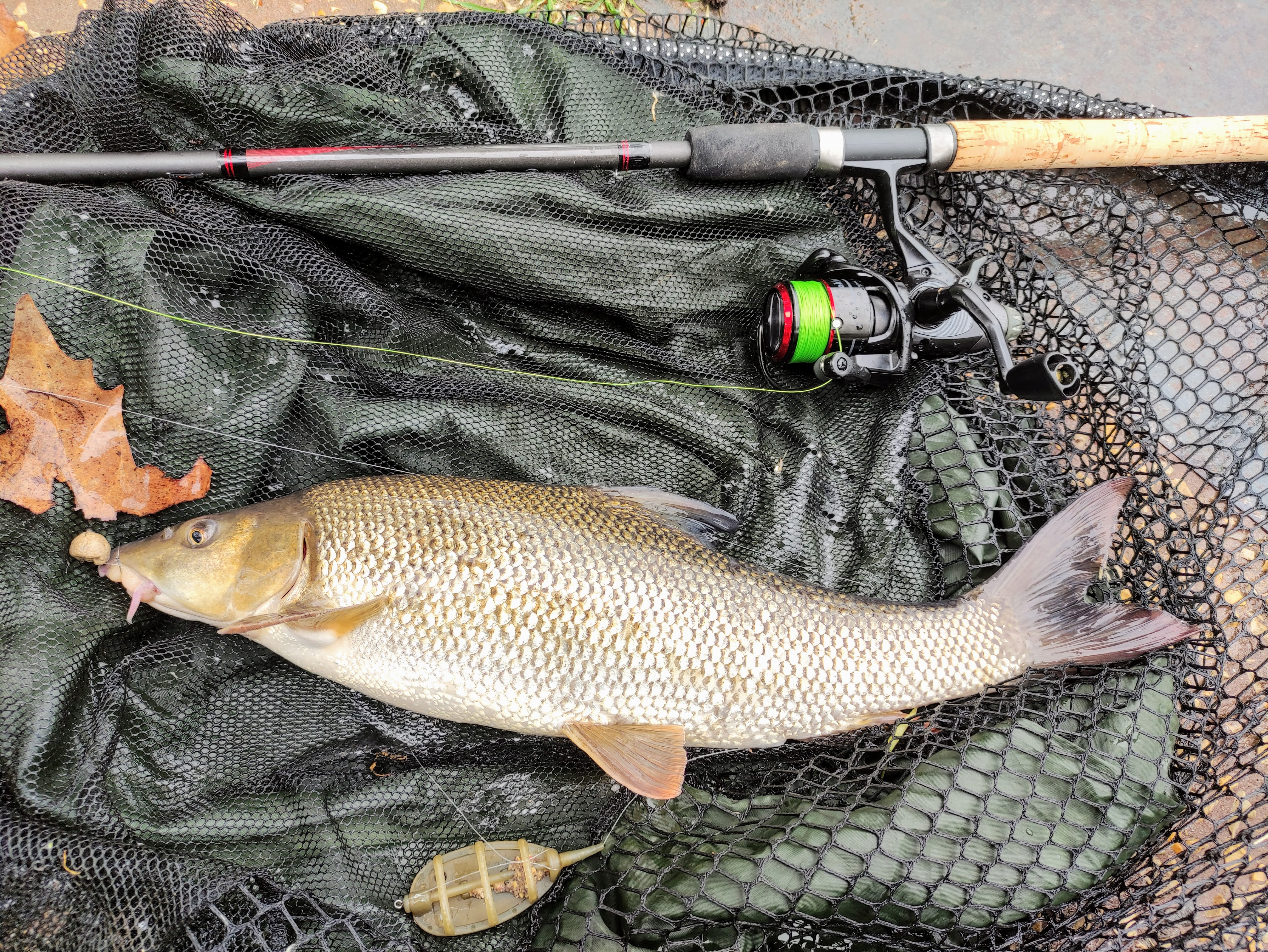 Barbel on the bream spawn.jpg