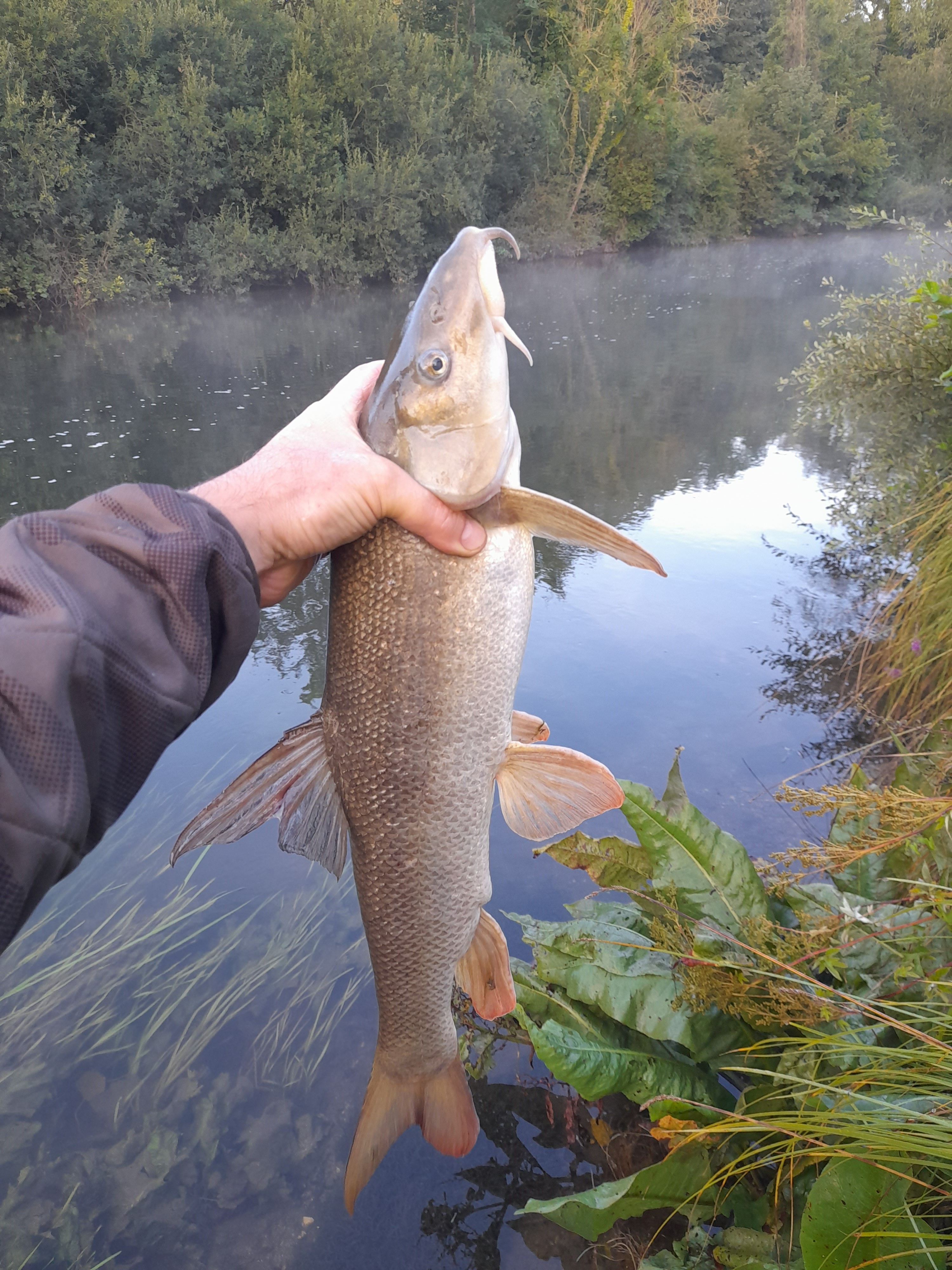 Barbel2.jpg