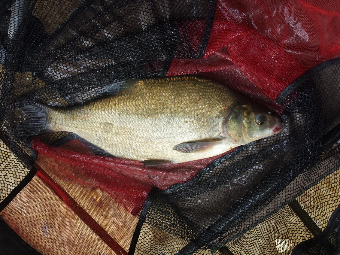 BHF_Bream_20220830_151251.jpg