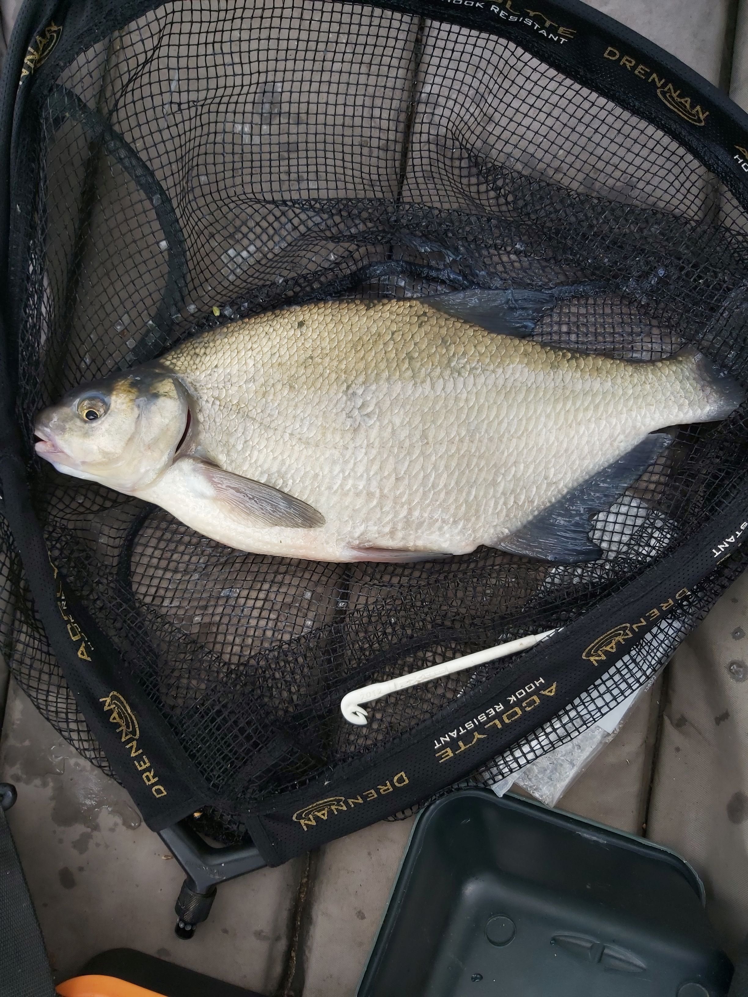 Bream 3lb.jpg