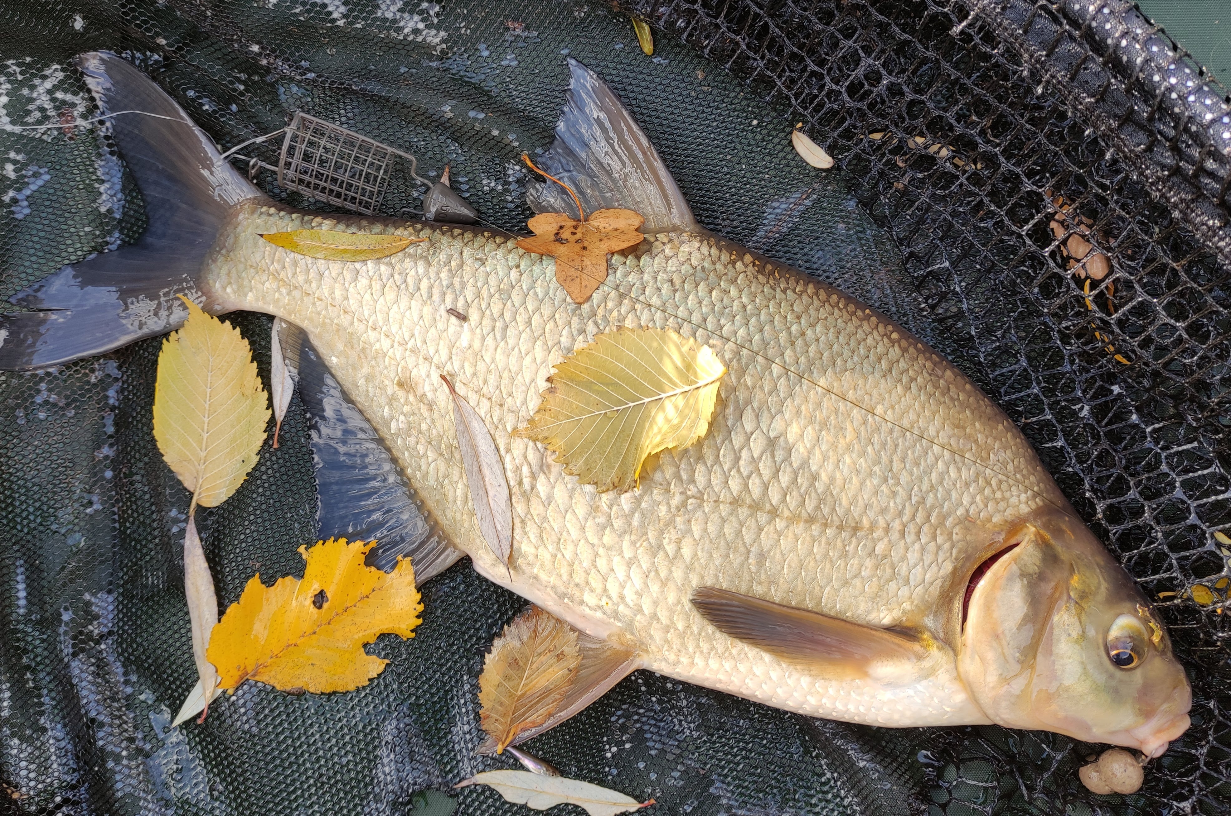 bream 4lb.jpg