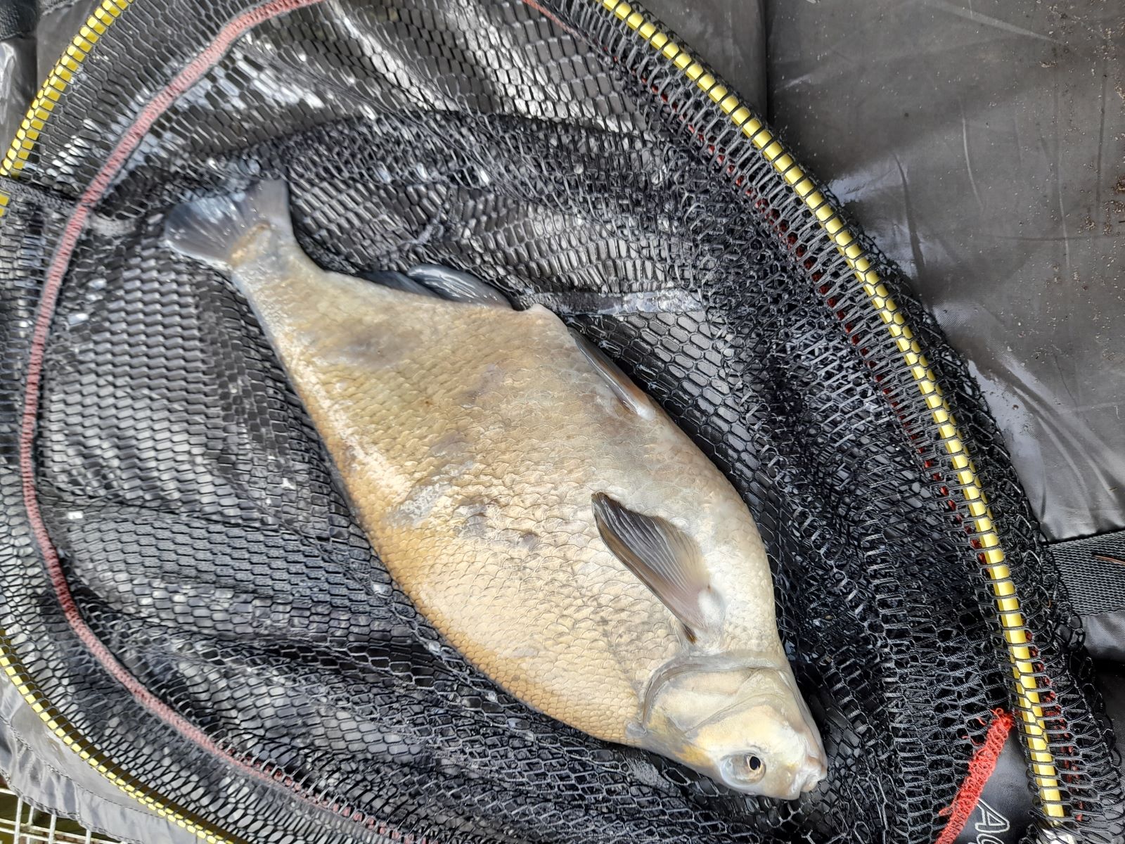 Bream2.jpg