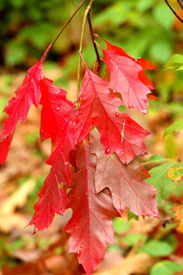 Bunch of Red Leaves 2.jpg