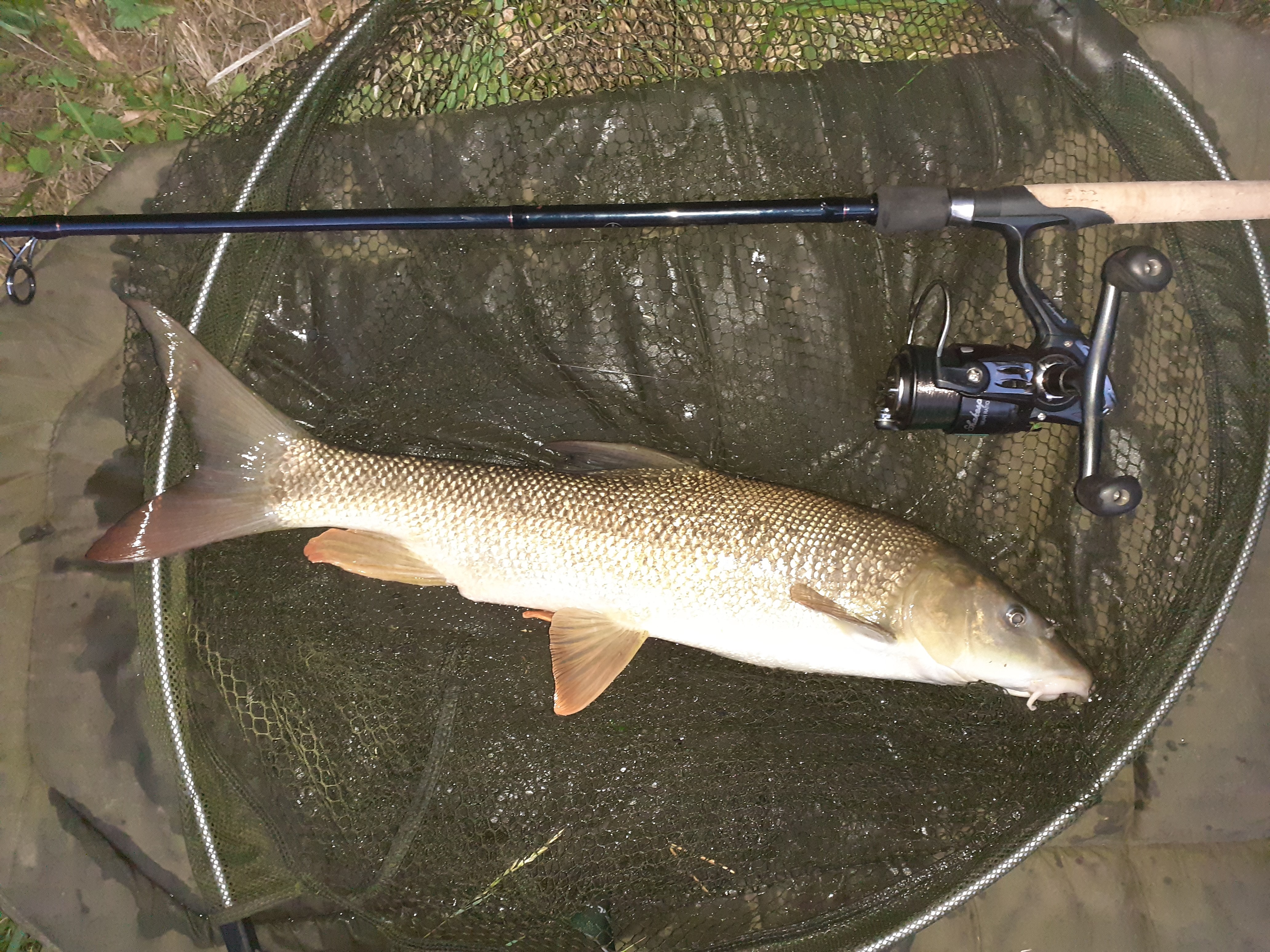 Canal Barbel 1.jpg