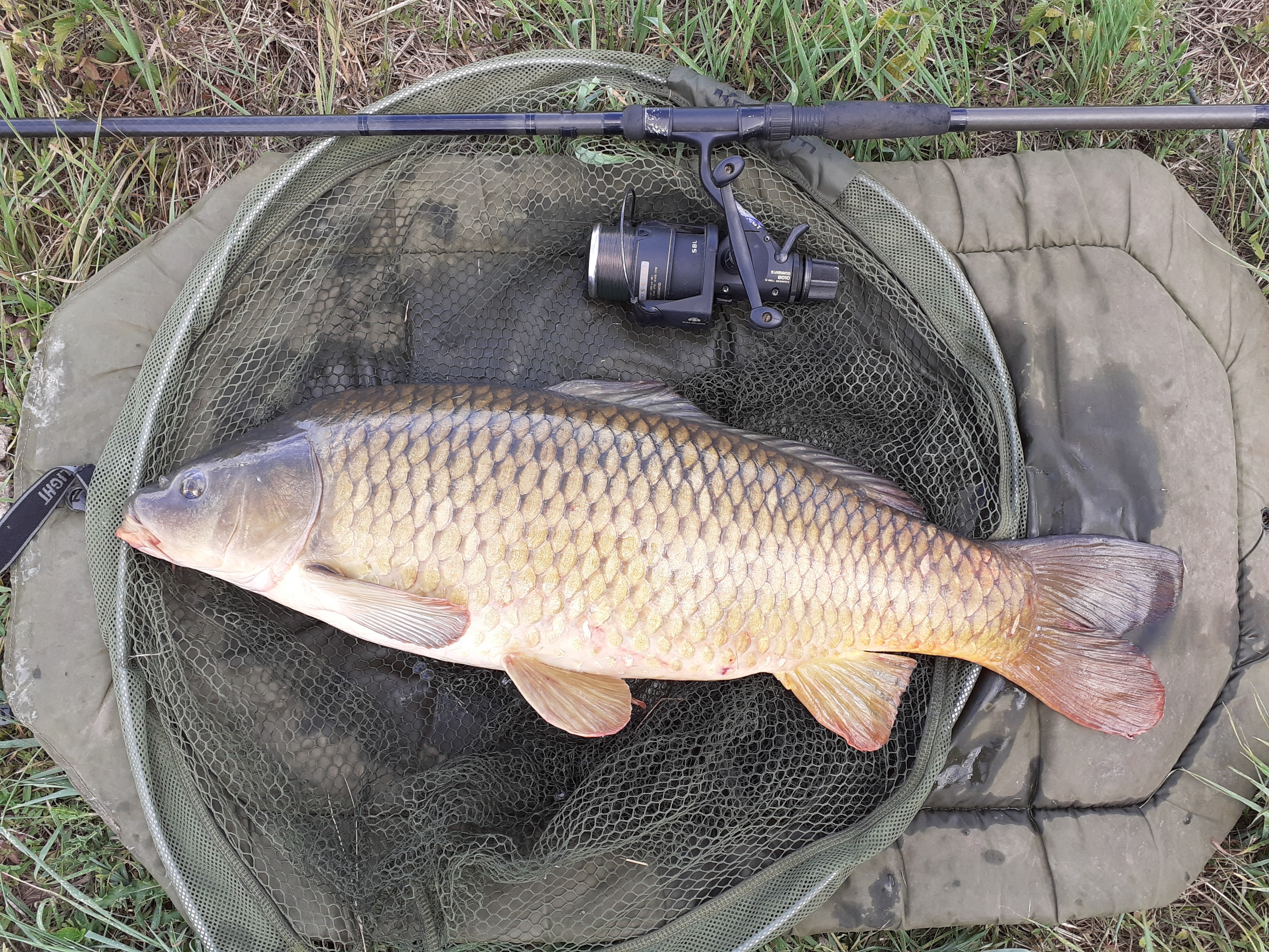 Canal Carp 1.jpg