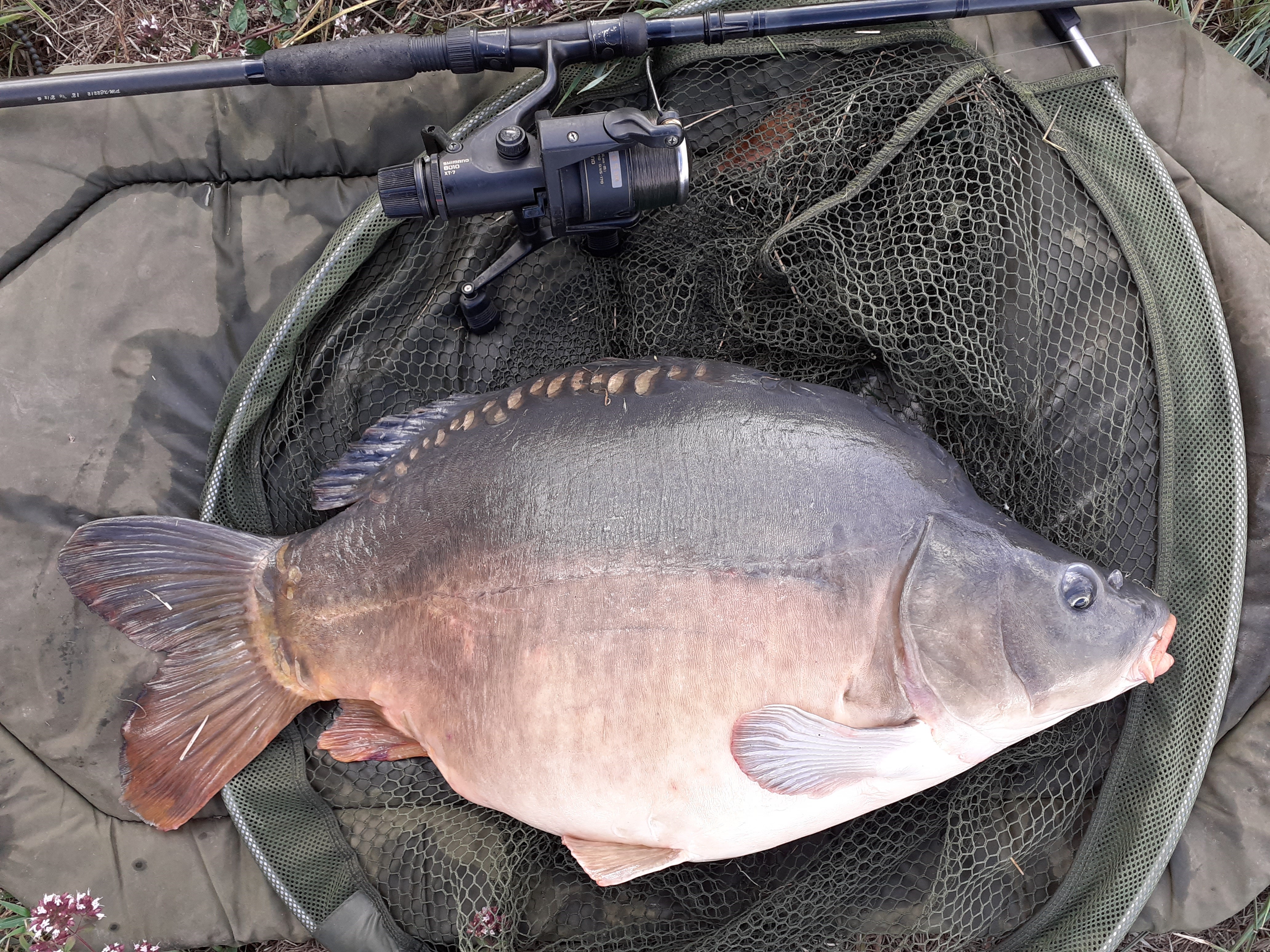 canal carp 2 .jpg