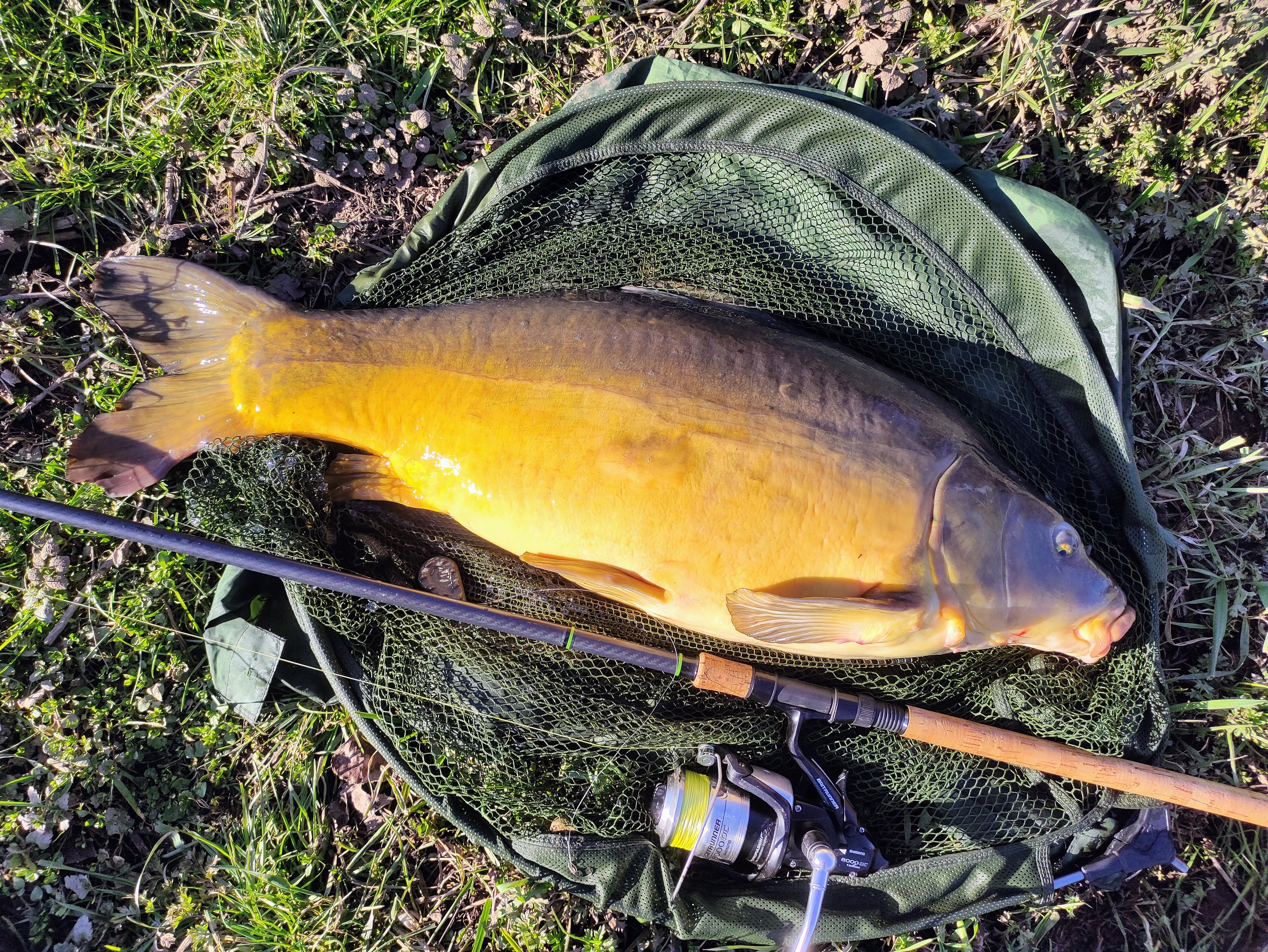 carp 27lb 11 2 23.jpg