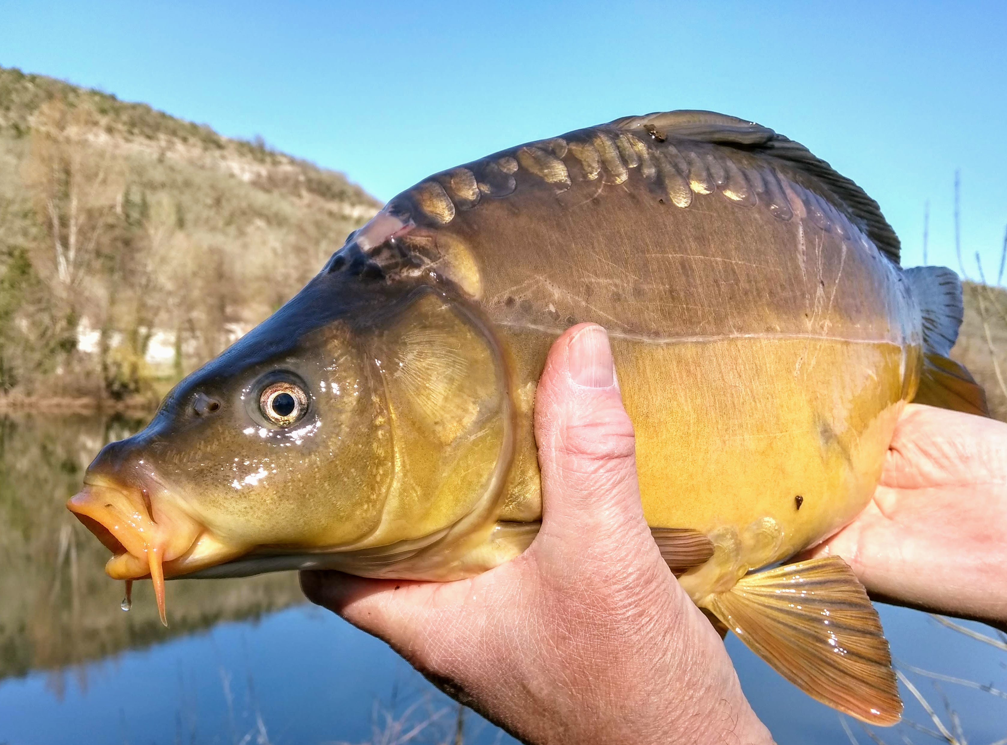 Carp petite.jpg