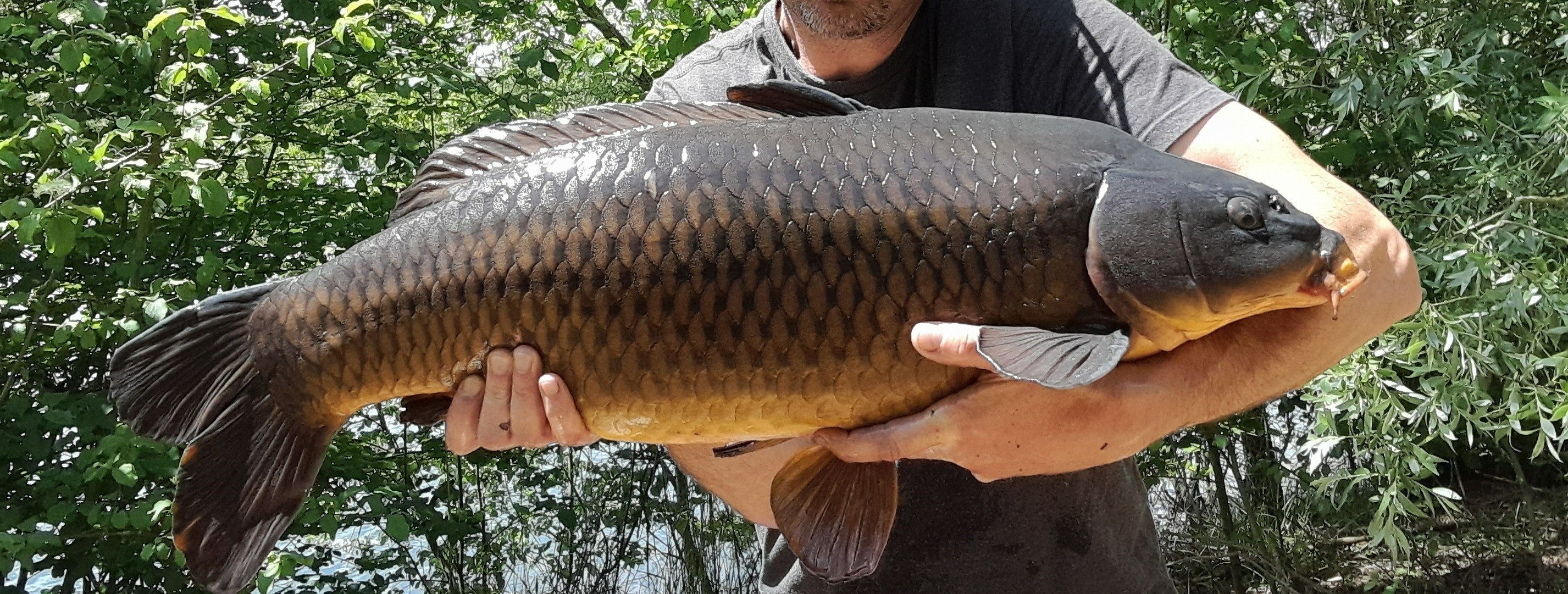 Carp1.jpg