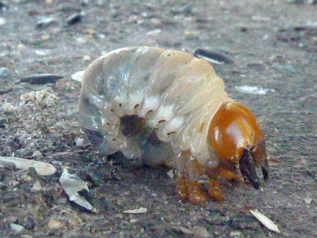 Cockchafer close up head.jpg