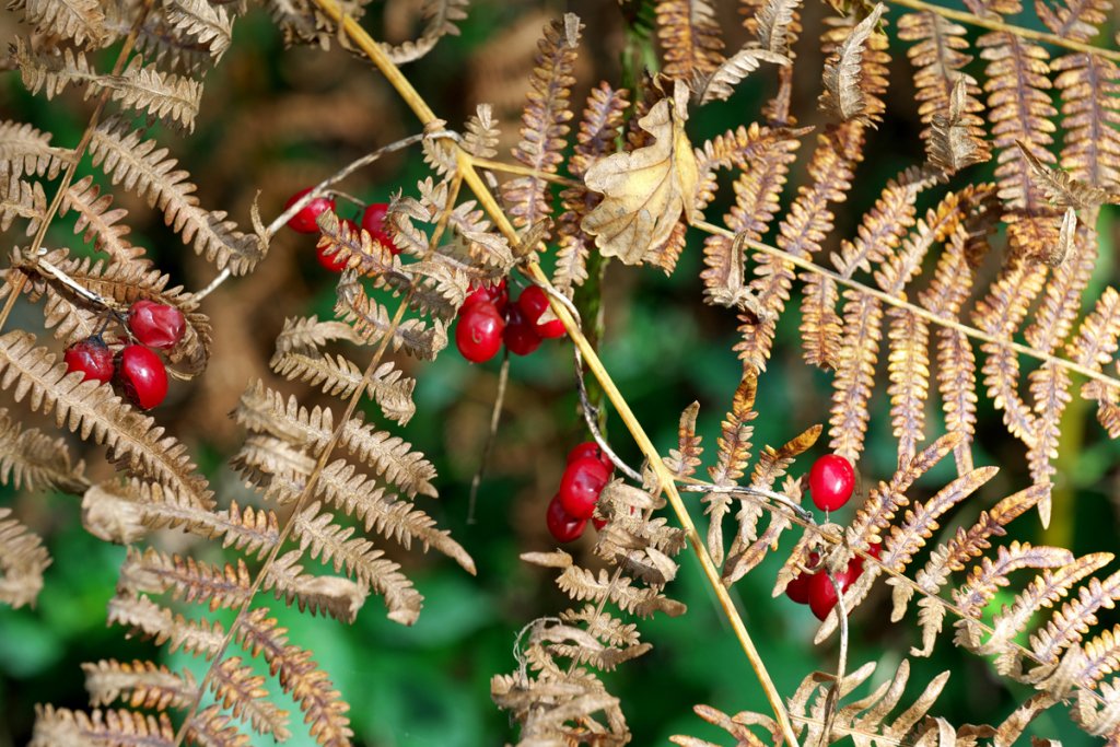 Ferns & Berries.jpg