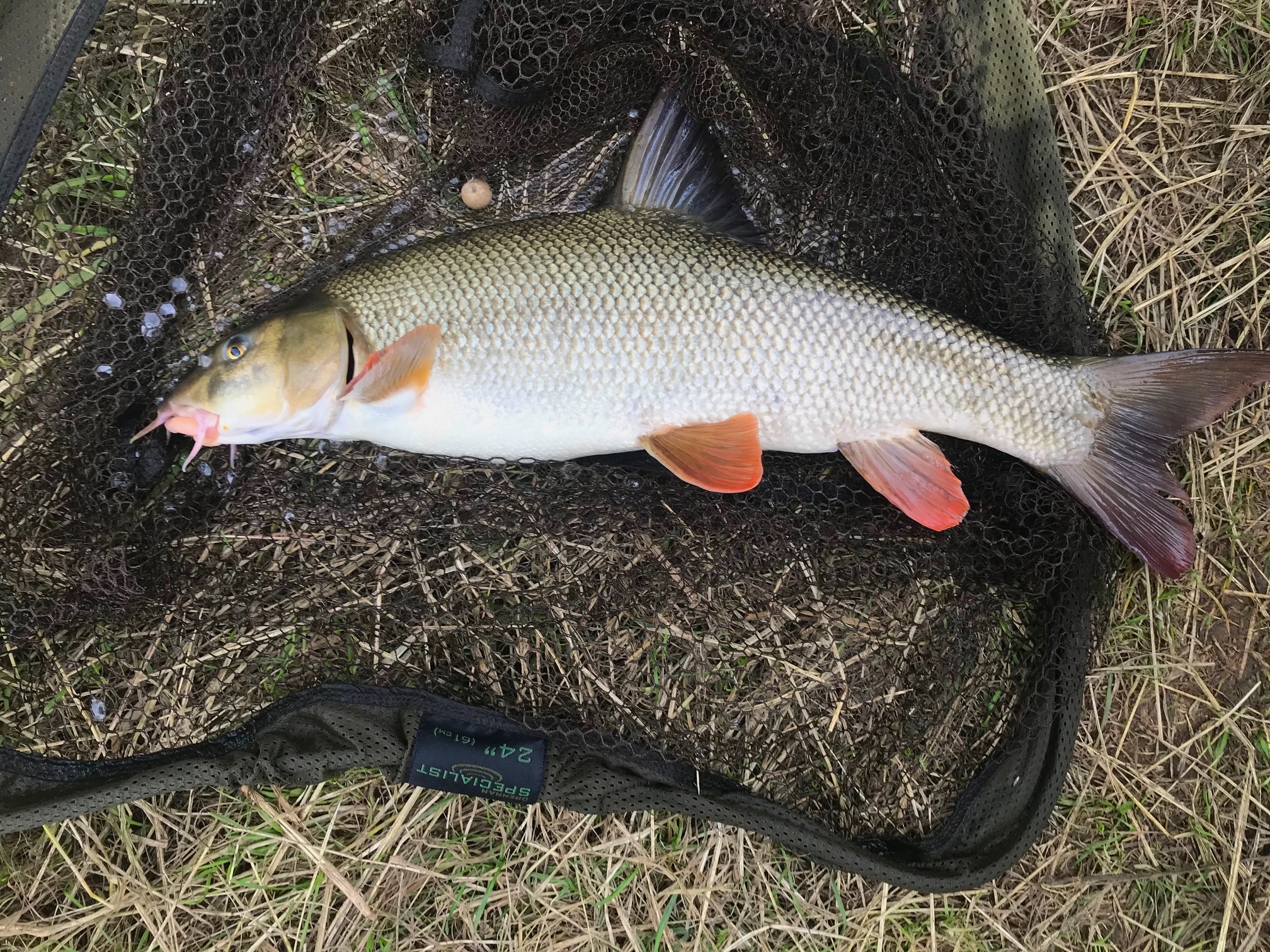 FirstBarbel.jpg