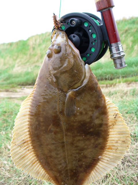 Flounder - Close Up.jpg