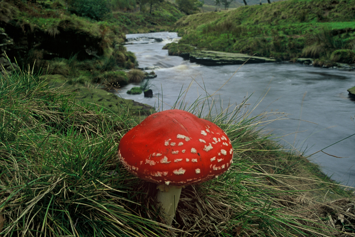 Fly Agaric at Derwent.jpg