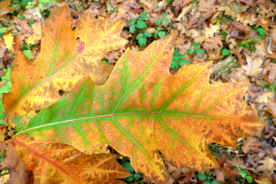 Green Veined leaf 2.jpg