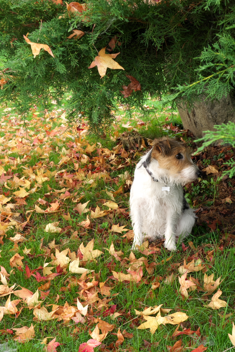 Lily Sitting Under Bush.jpg