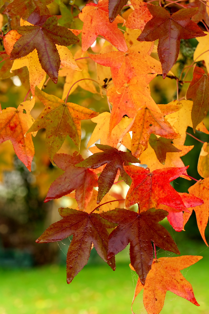 Liquid Amber Leaves Bright.jpg