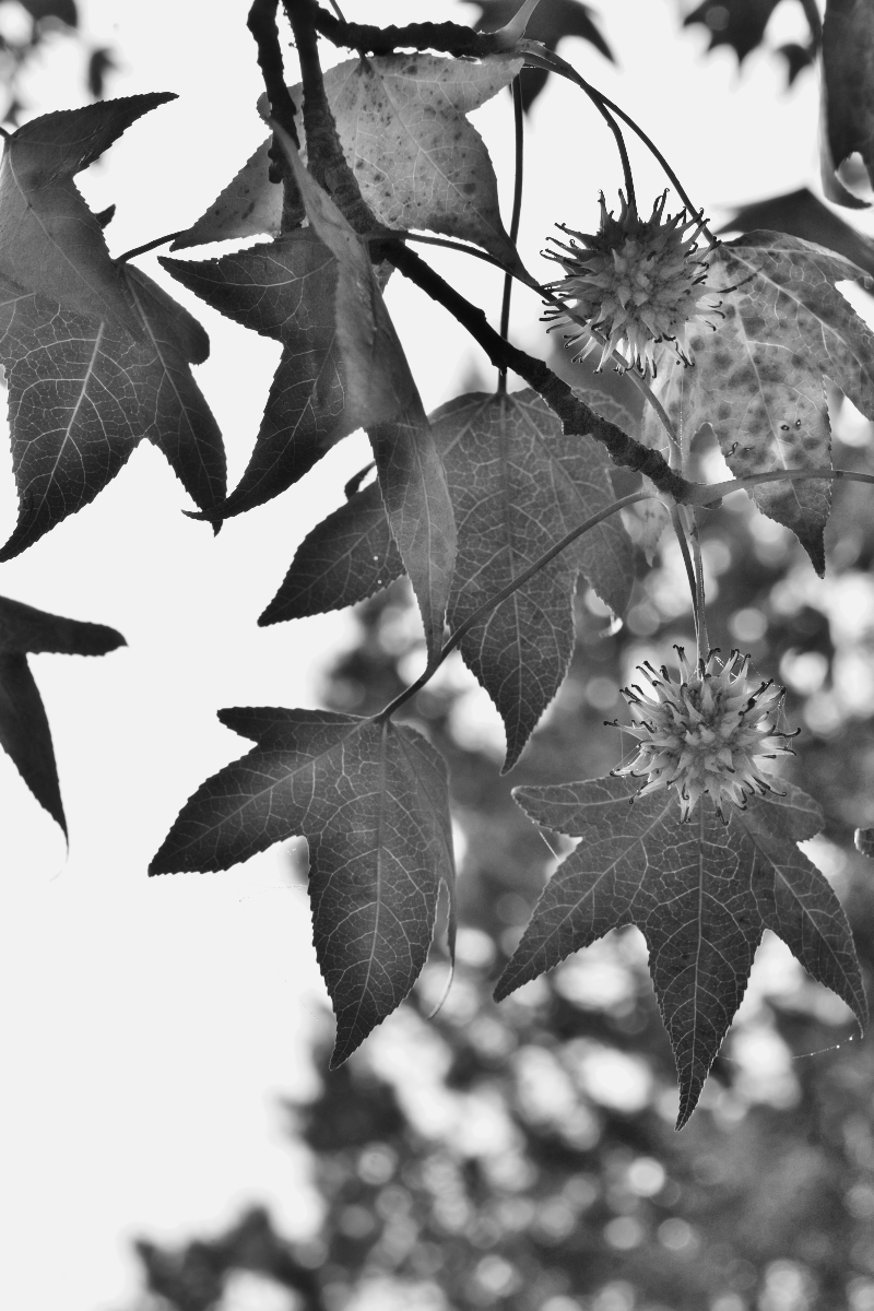 Liquid Amber Leaves IR.jpg