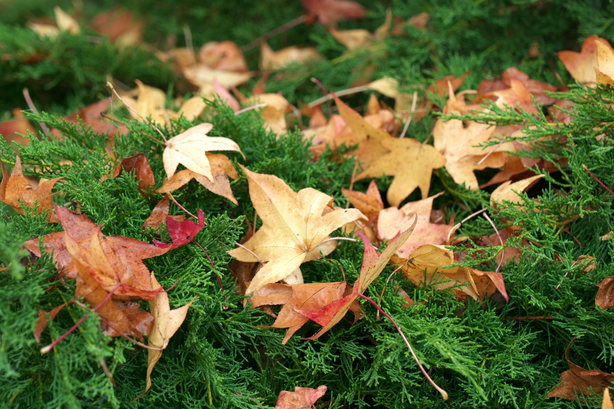 Liquid Amber Leaves on Conifer.jpg