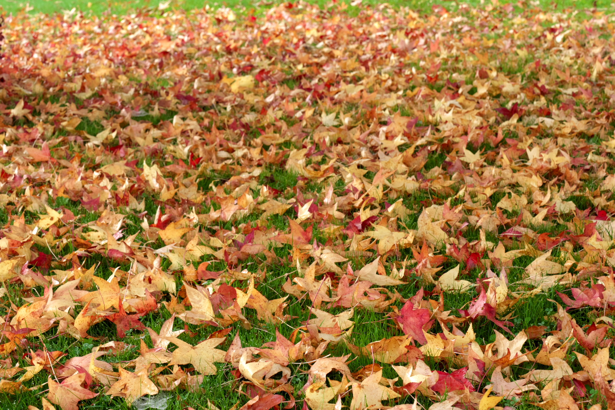 Liquid Amber Leaves on Ground.jpg