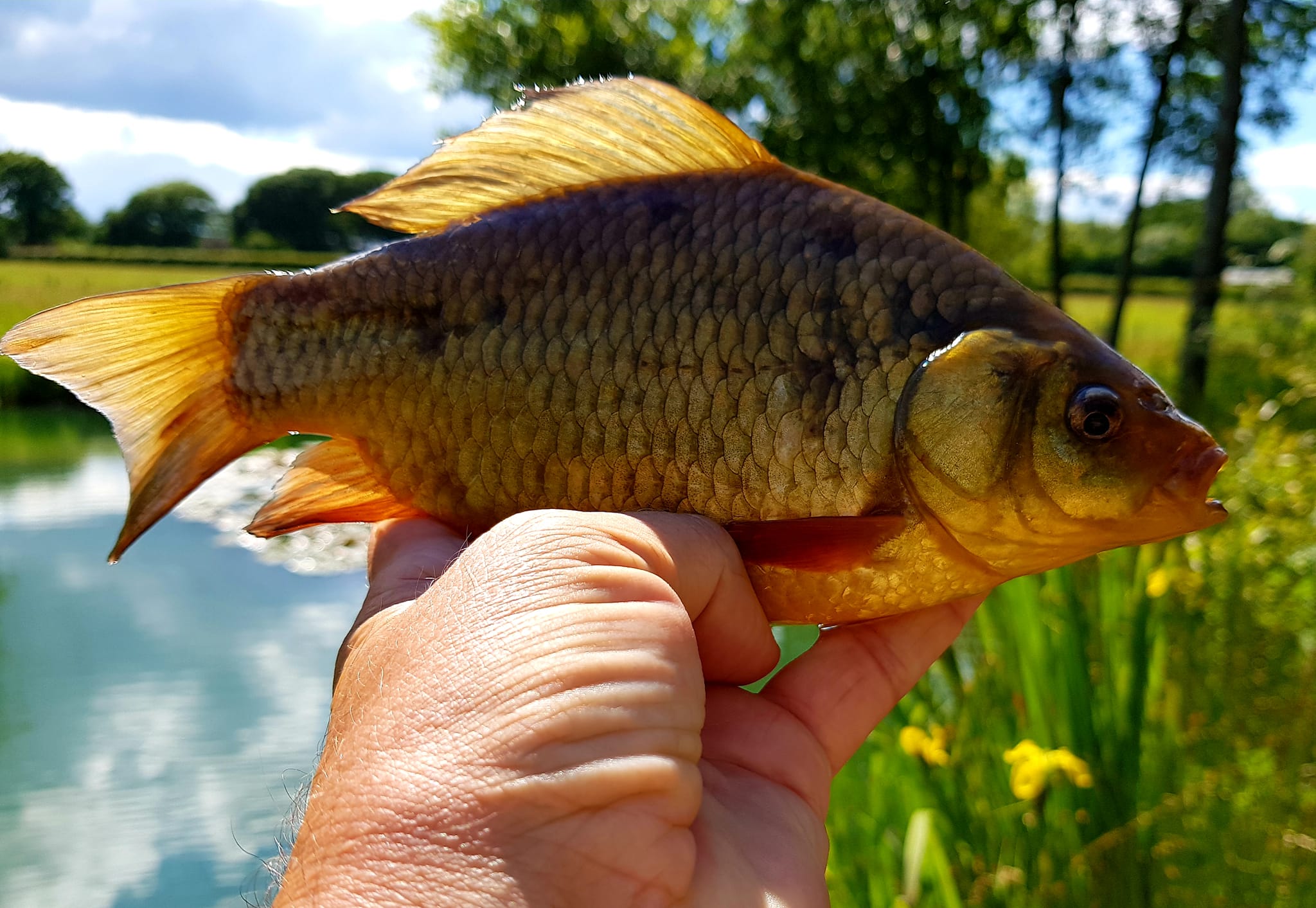 Millers Crucian.jpg